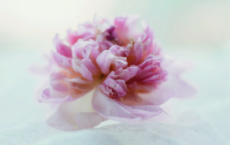 Fonds d&rsquo;écran Aesthetic de fleurs