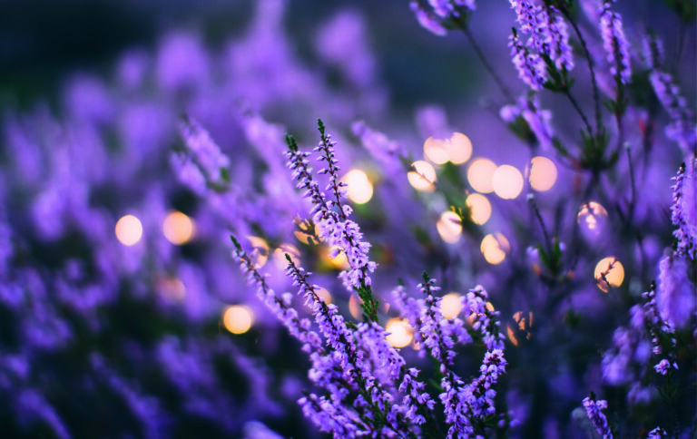 Fonds d&rsquo;écran Aesthetic de fleurs
