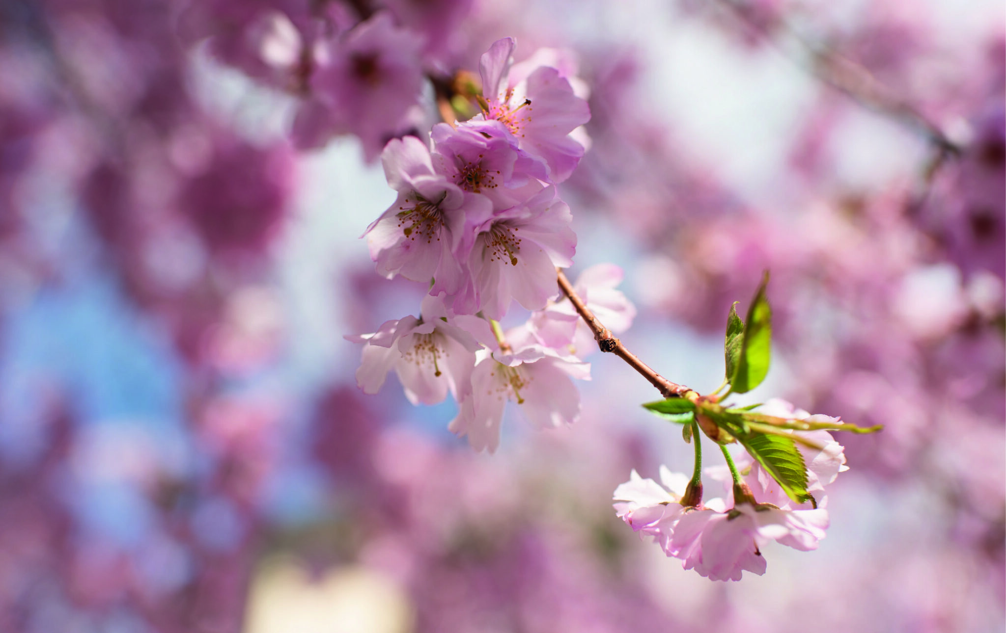 fondos-de-pantalla-aesthetic-flores-2023-globalendar