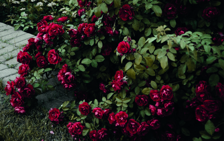 Fonds d&rsquo;écran Aesthetic de fleurs
