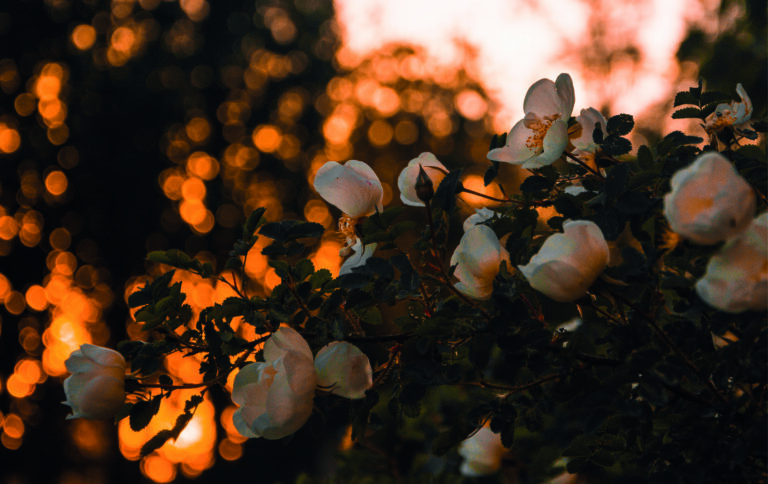 Fonds d&rsquo;écran Aesthetic de fleurs