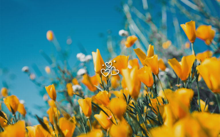 Fonds d&rsquo;écran Aesthetic de fleurs