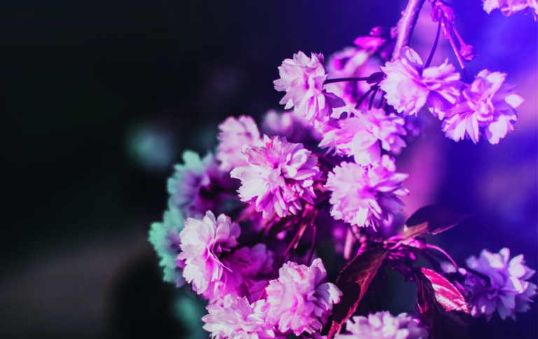 Fonds d&rsquo;écran Aesthetic de fleurs