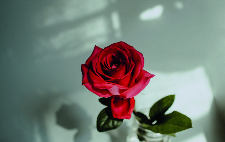 Fonds d&rsquo;écran Aesthetic de fleurs