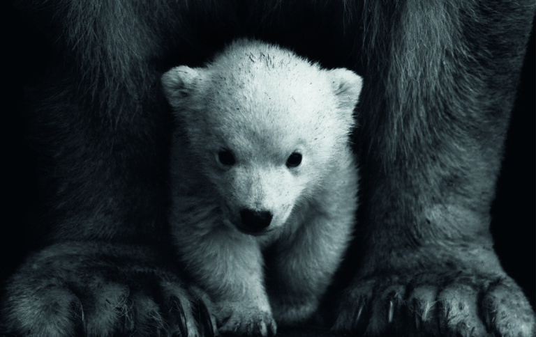 Fonds d&rsquo;écran Aesthetic d&rsquo;animaux