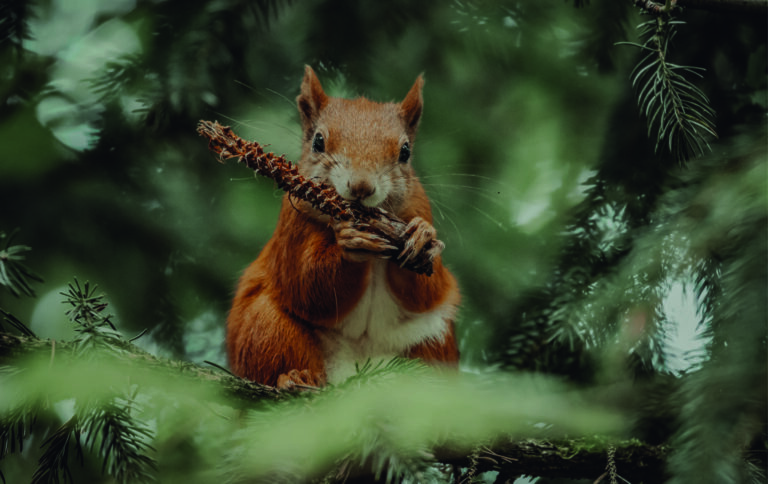 Fonds d&rsquo;écran Aesthetic d&rsquo;animaux