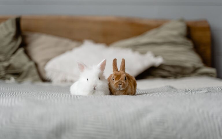 Fonds d&rsquo;écran Aesthetic d&rsquo;animaux
