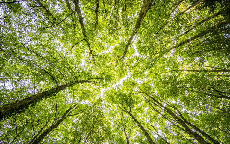 Fonds d&rsquo;écran Aesthetic vert