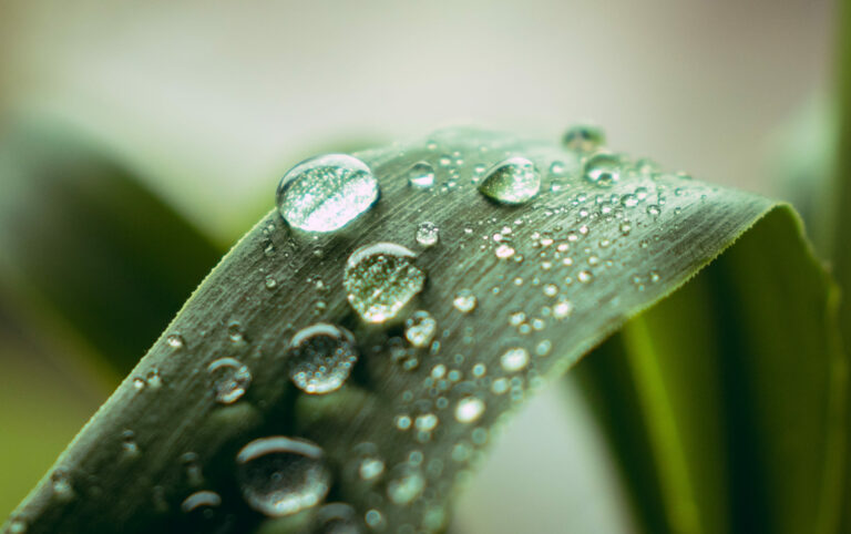 Fonds d&rsquo;écran Aesthetic vert