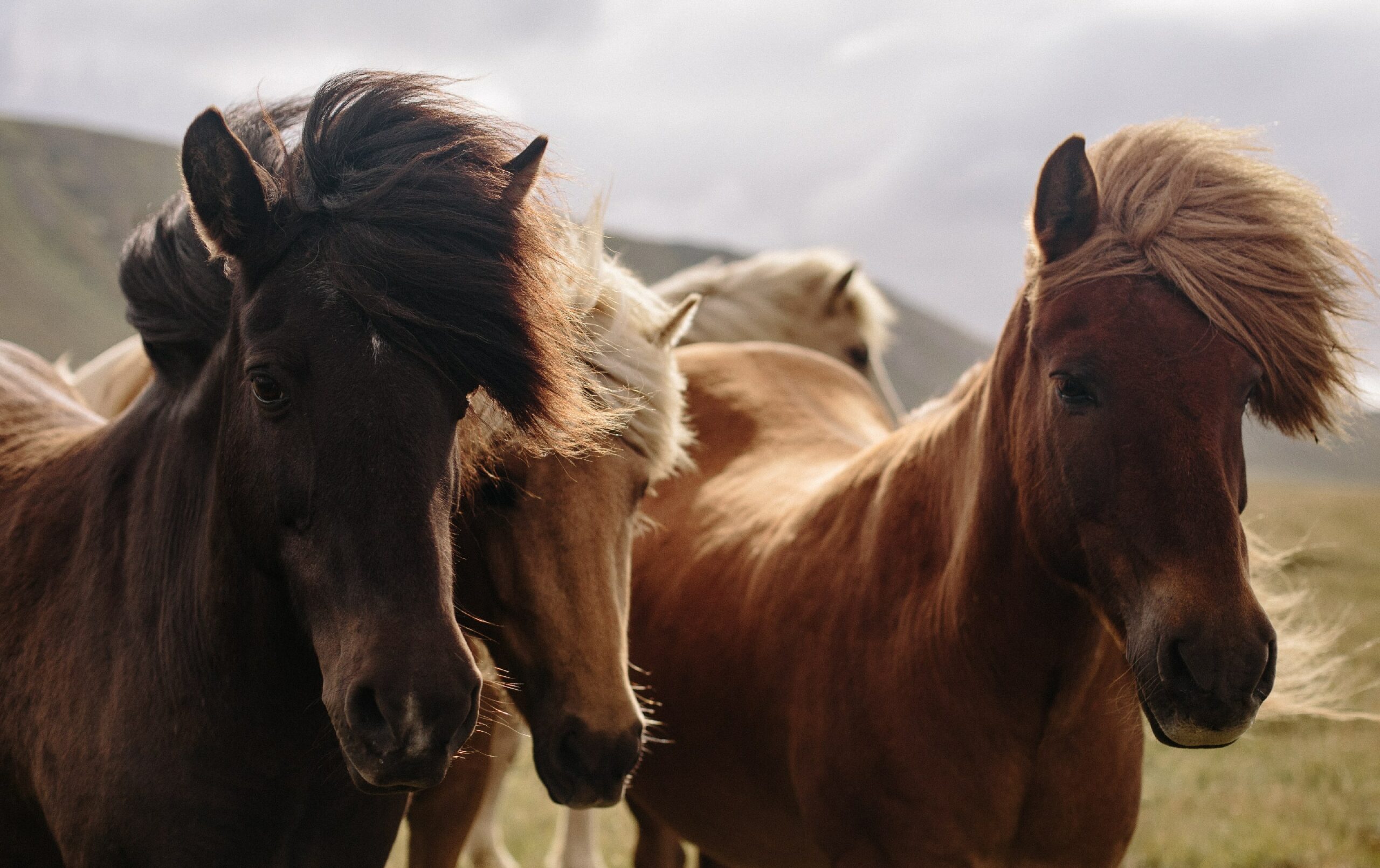 Fonds d'écran de beaux chevaux