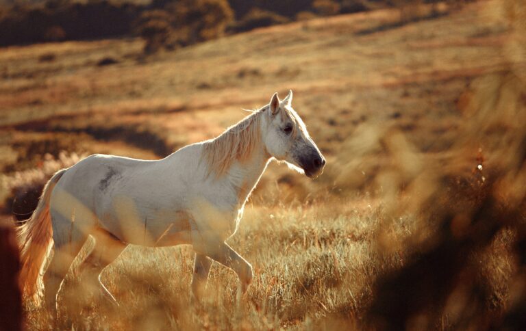 Fonds d&rsquo;écran de beaux chevaux