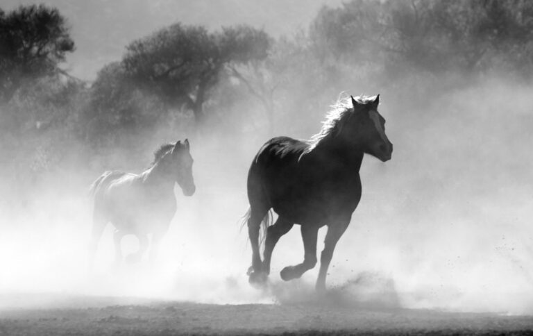Fonds d&rsquo;écran de beaux chevaux