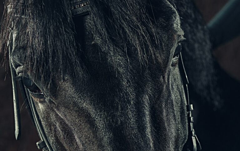 Fonds d&rsquo;écran de beaux chevaux