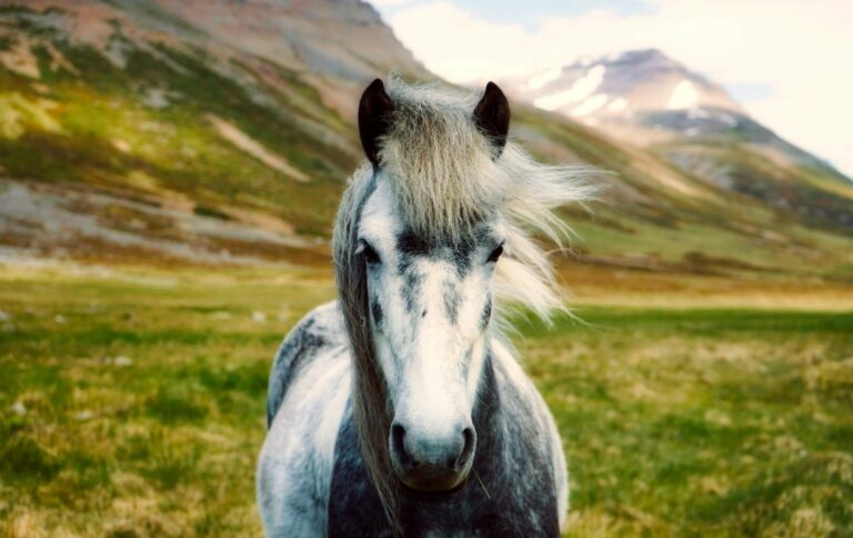 Fonds d&rsquo;écran de beaux chevaux