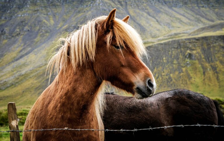 Fonds d&rsquo;écran de beaux chevaux