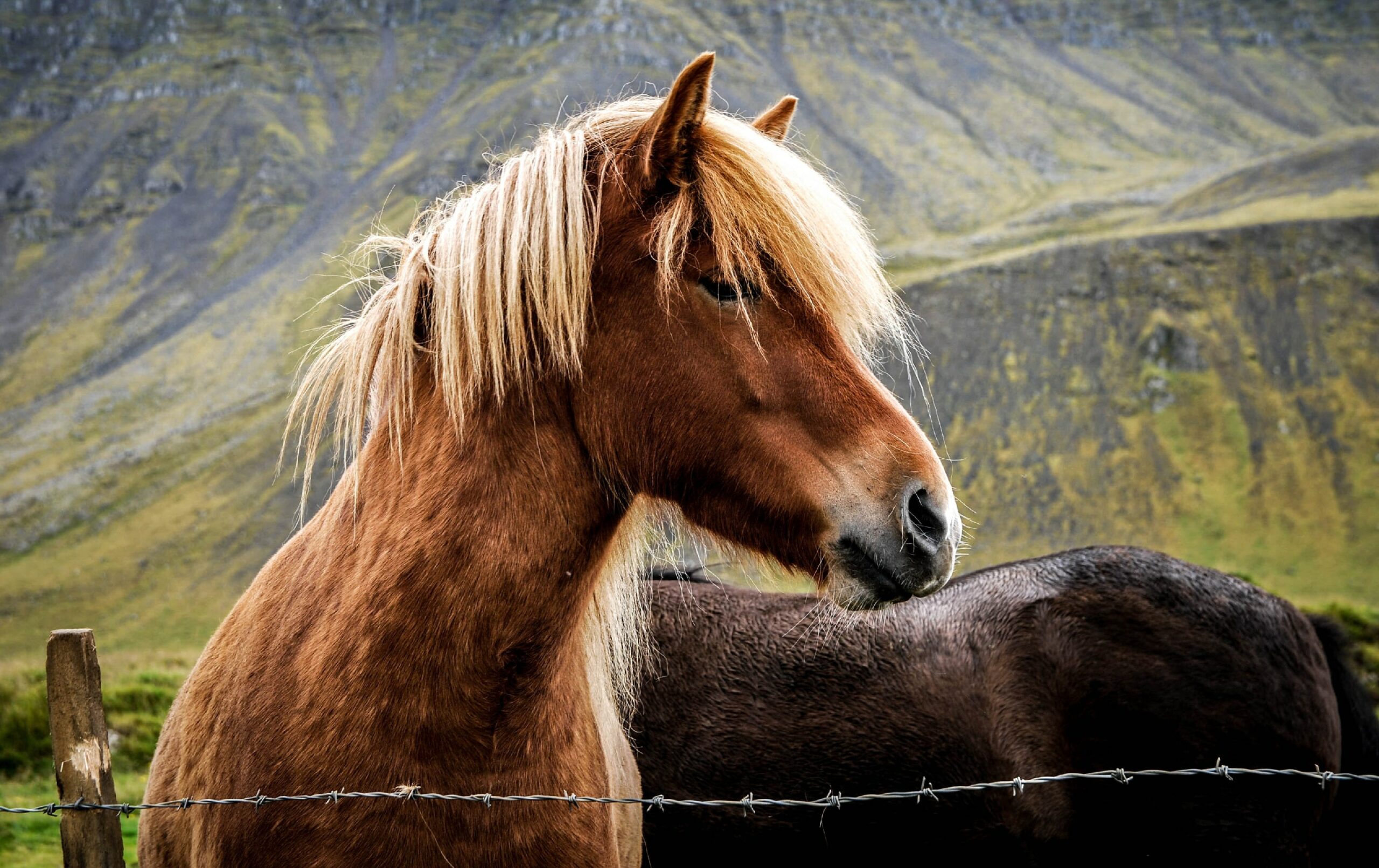 Papel de Parede e Wallpaper de cavalos bonitos