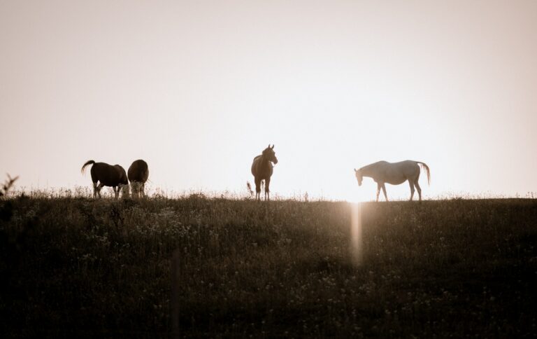 Fonds d&rsquo;écran de beaux chevaux