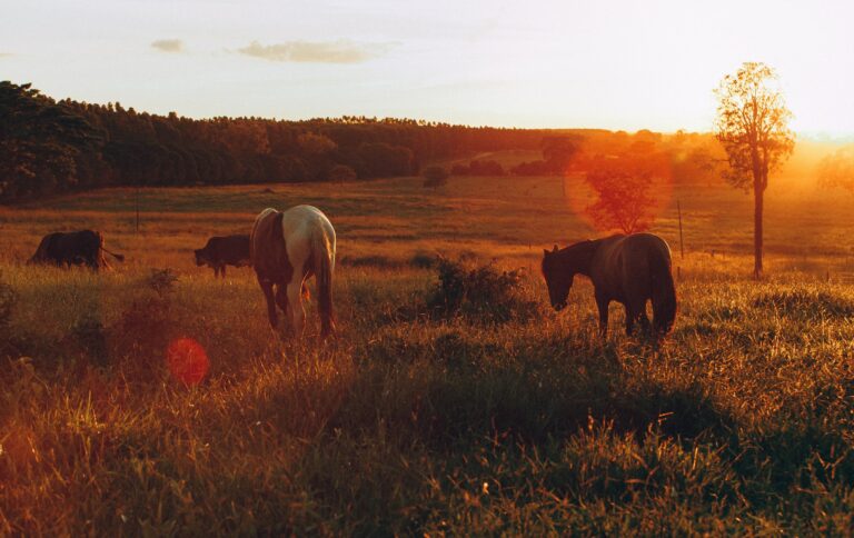 Fonds d&rsquo;écran de beaux chevaux