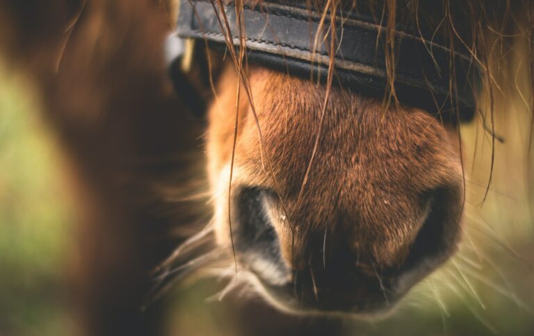 Fonds d&rsquo;écran de beaux chevaux