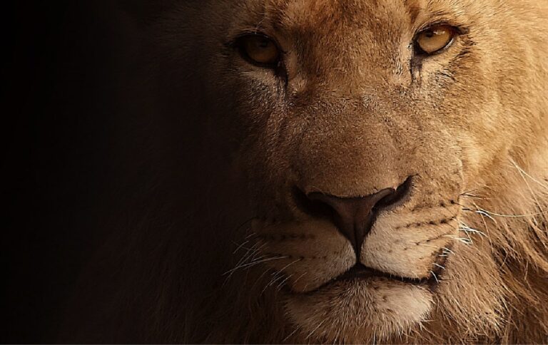 Fonds d&rsquo;écran lion en 4K