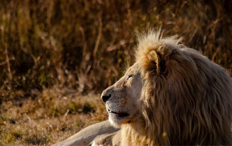 Fonds d&rsquo;écran lion en 4K