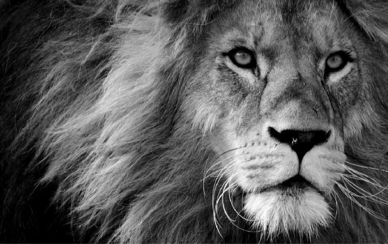 Fonds d&rsquo;écran lion en 4K