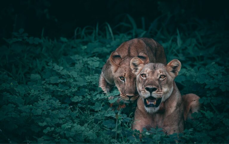 Fonds d&rsquo;écran lion en 4K