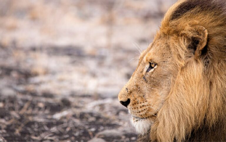 Fonds d&rsquo;écran lion en 4K