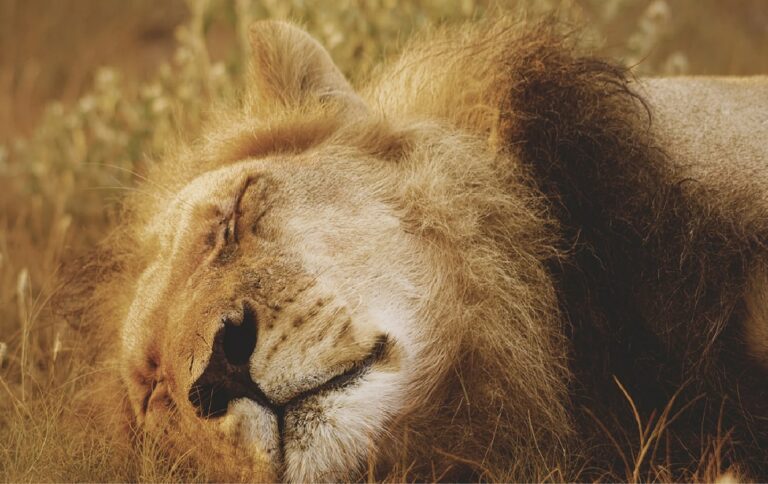 Fonds d&rsquo;écran lion en 4K