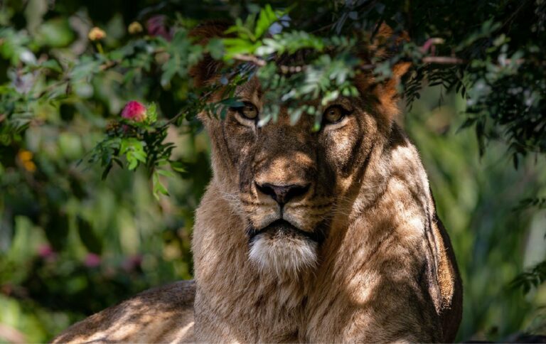 Fonds d&rsquo;écran lion en 4K
