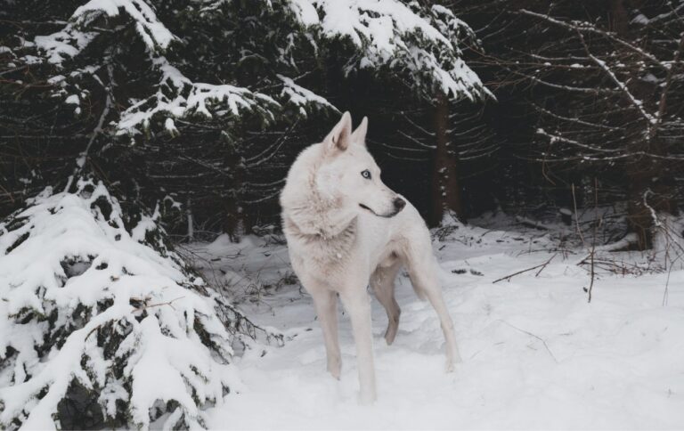Fonds d&rsquo;écran loups en 4K