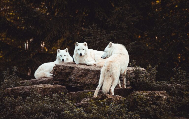 Fonds d&rsquo;écran loups en 4K