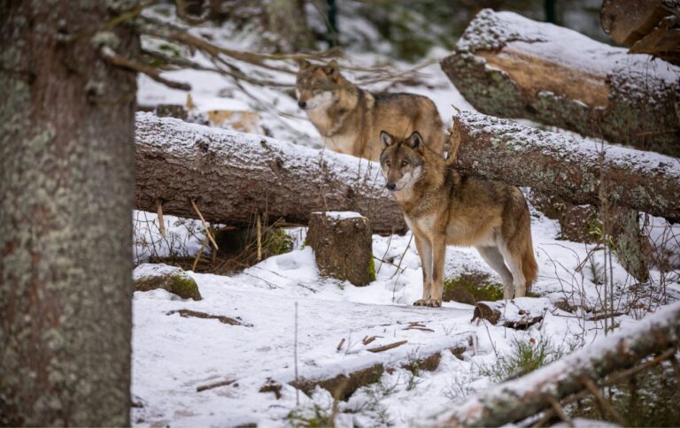 Fonds d&rsquo;écran loups en 4K