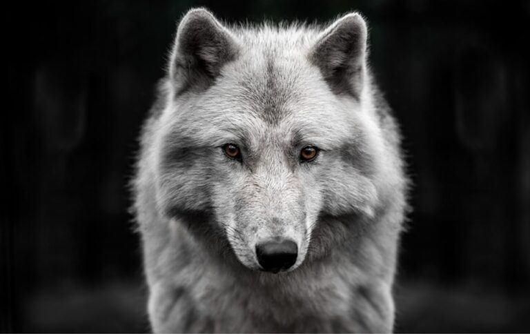 Fonds d&rsquo;écran loups en 4K
