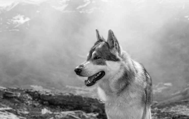 Fonds d&rsquo;écran loups en 4K