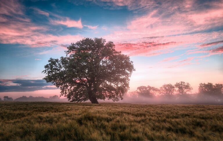 Fonds d&rsquo;écran nature en 4K