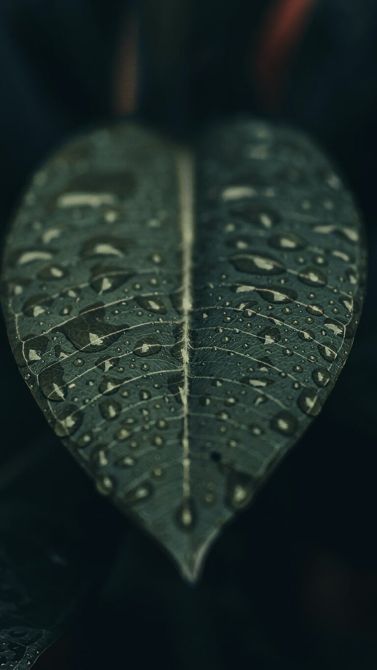 Papel de parede iPhone 8