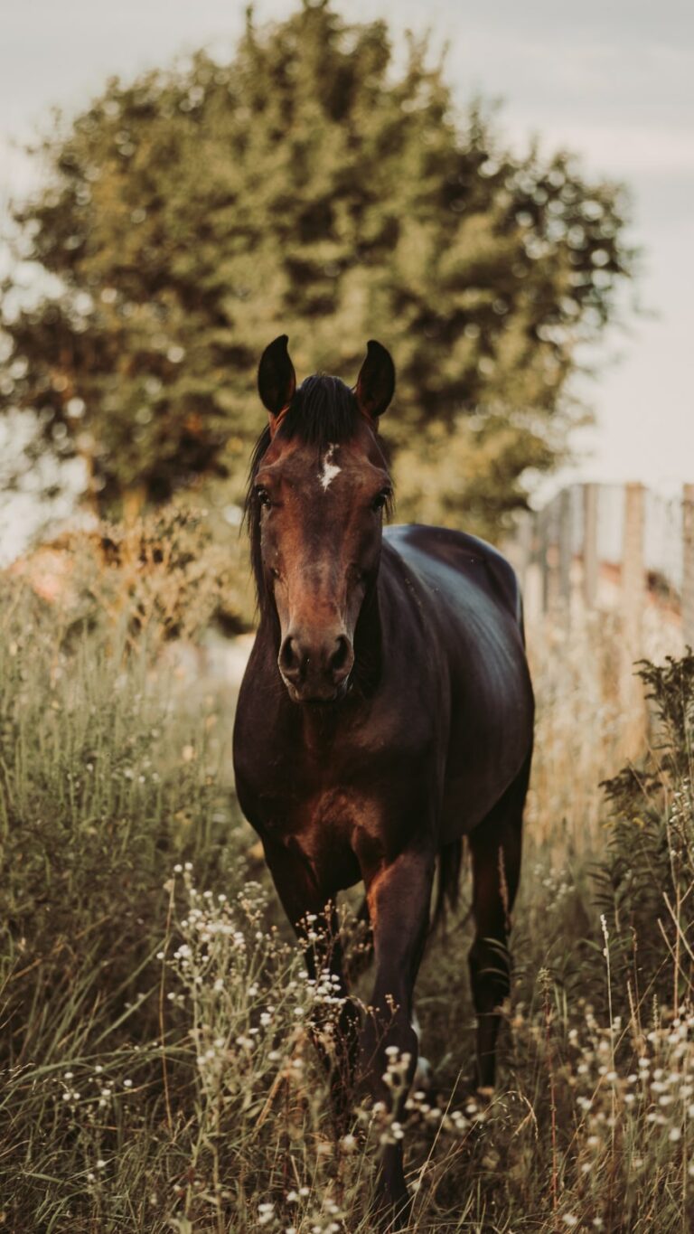Papel de parede de cavalos para iPhone