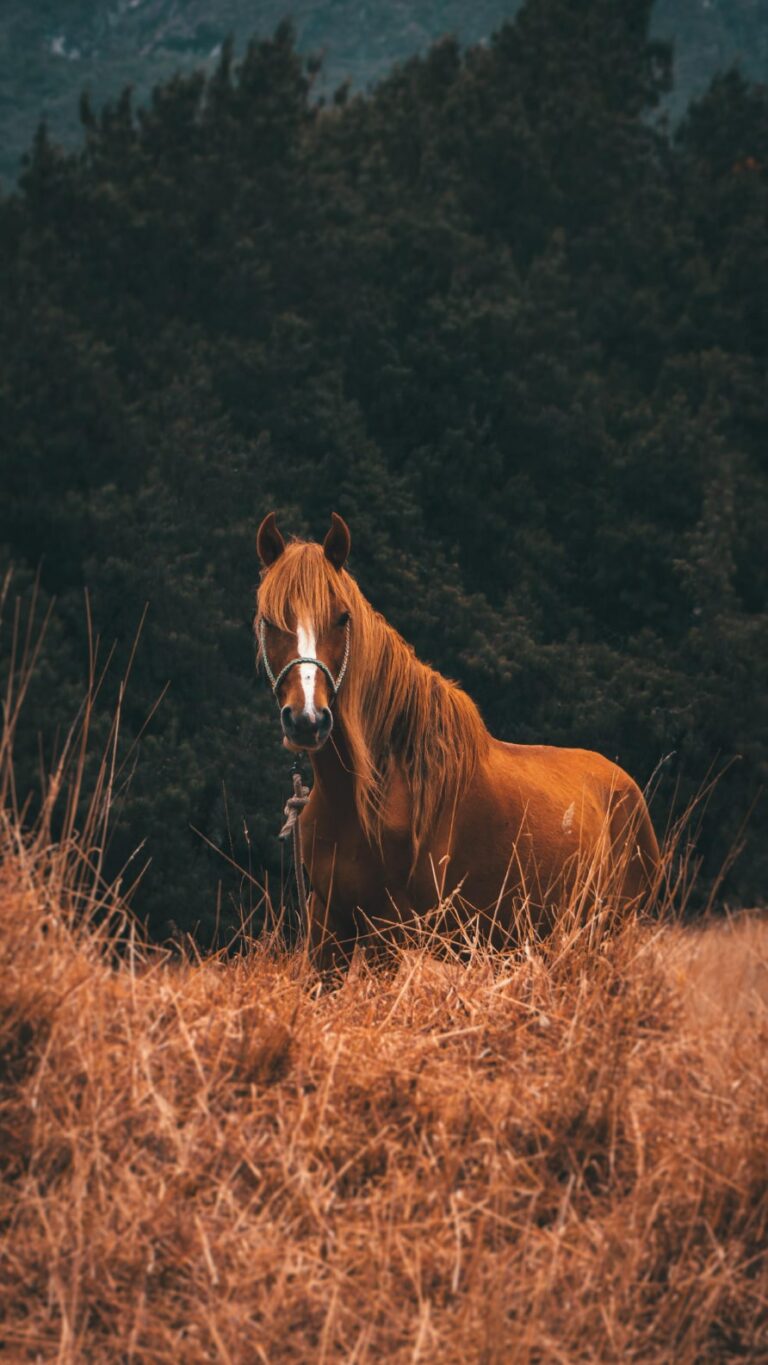 Iphone fondos de pantalla de caballos