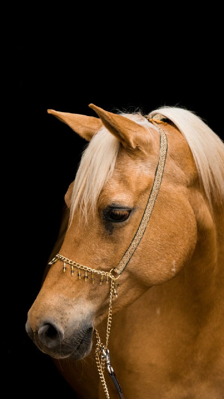 Papel de parede de cavalos para iPhone