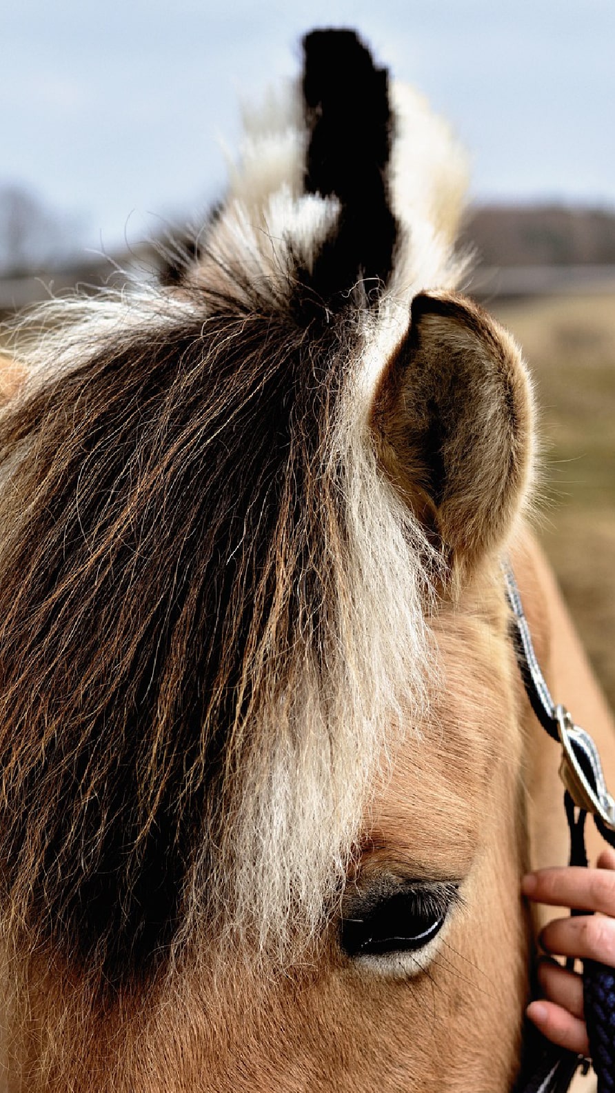 iPhone wallpapers featuring horses