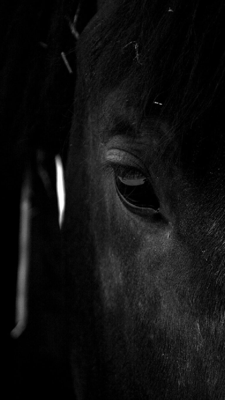 Iphone fondos de pantalla de caballos