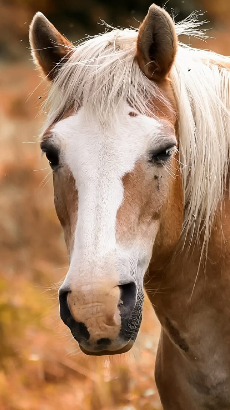 Papel de parede de cavalos para iPhone