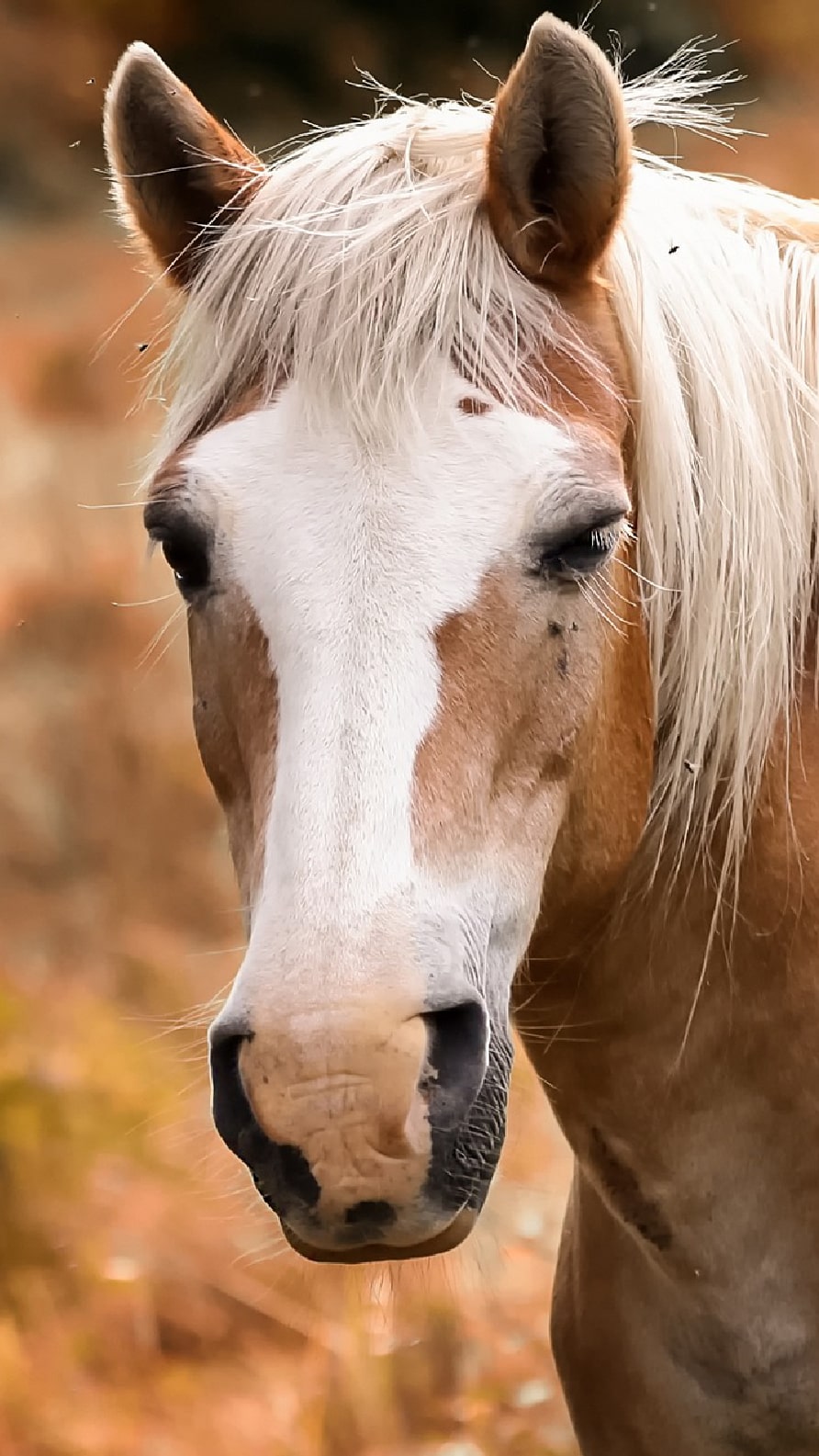 Fonds d'écran iPhone de chevaux