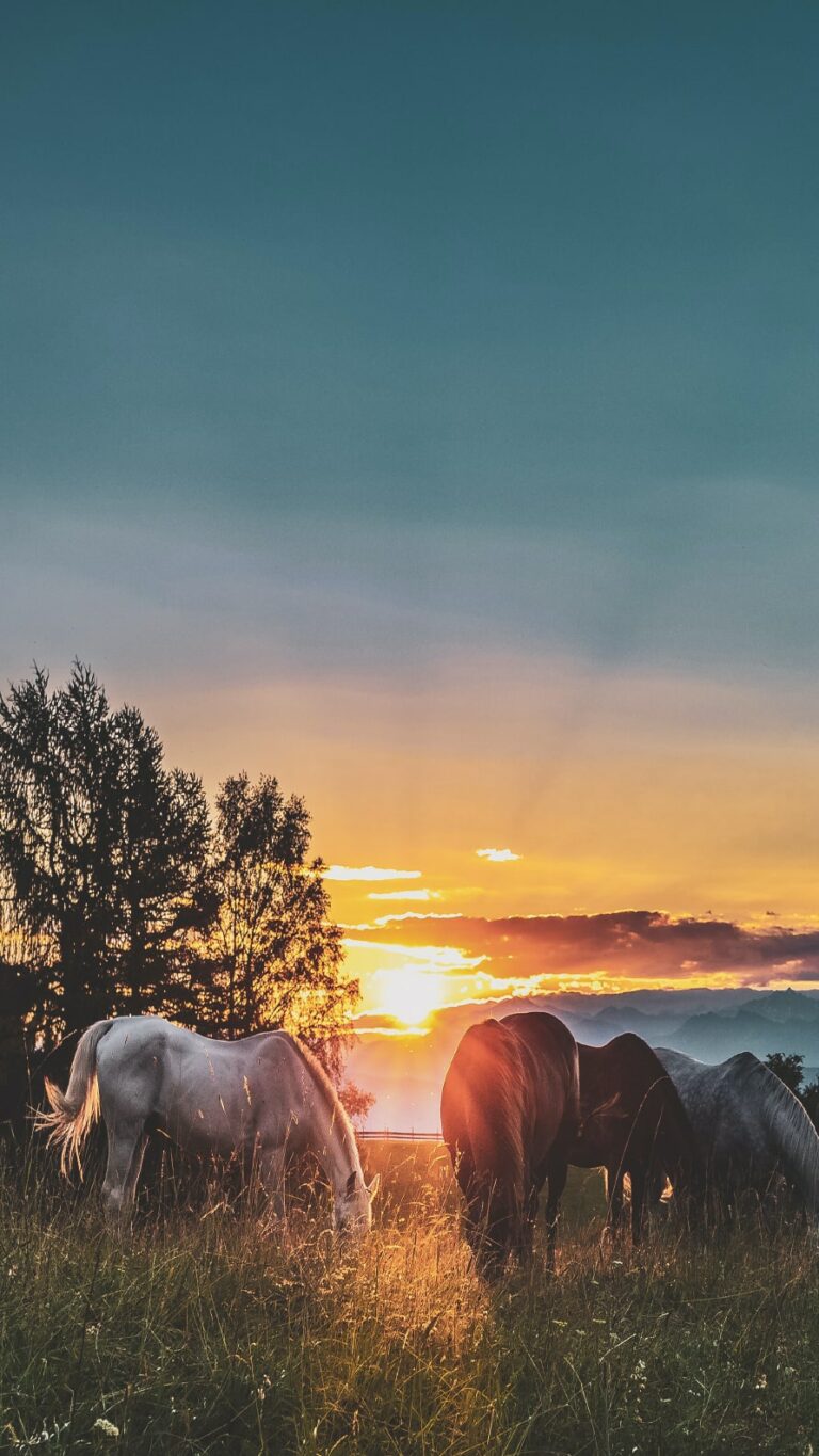 Papel de parede de cavalos para iPhone