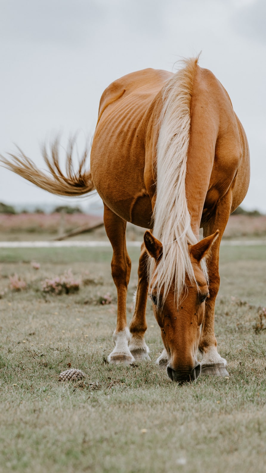 Fonds d'écran iPhone de chevaux