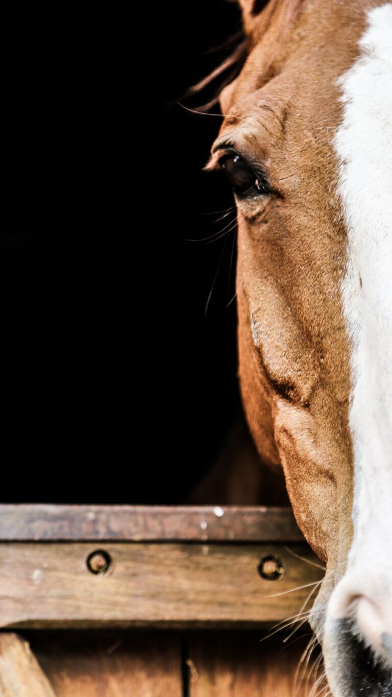 Papel de parede de cavalos para iPhone