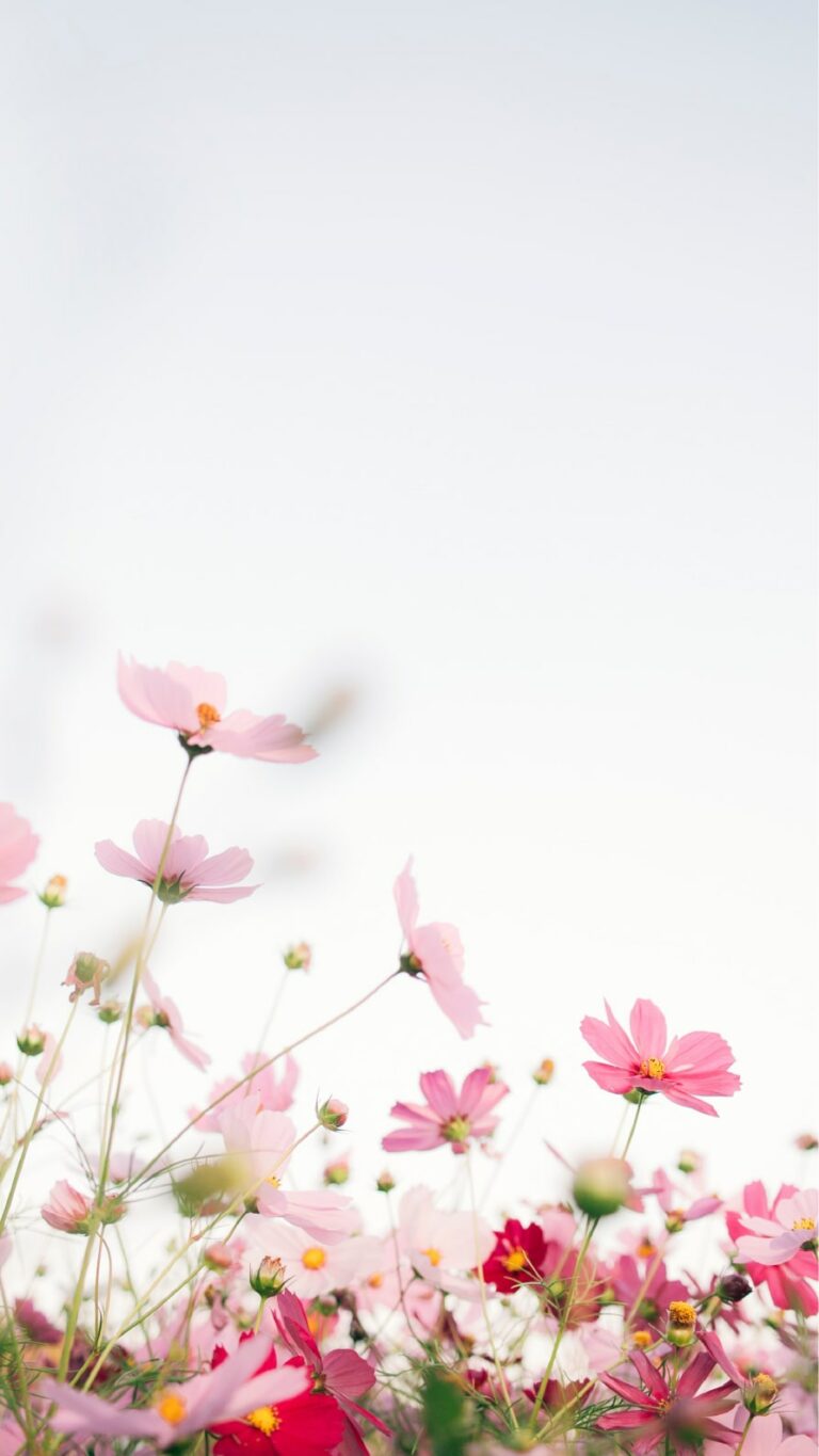 Papel de parede de flores para iPhone