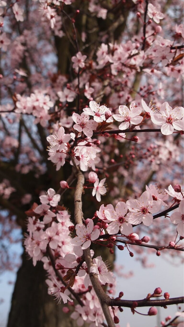 Papel de parede de flores para iPhone
