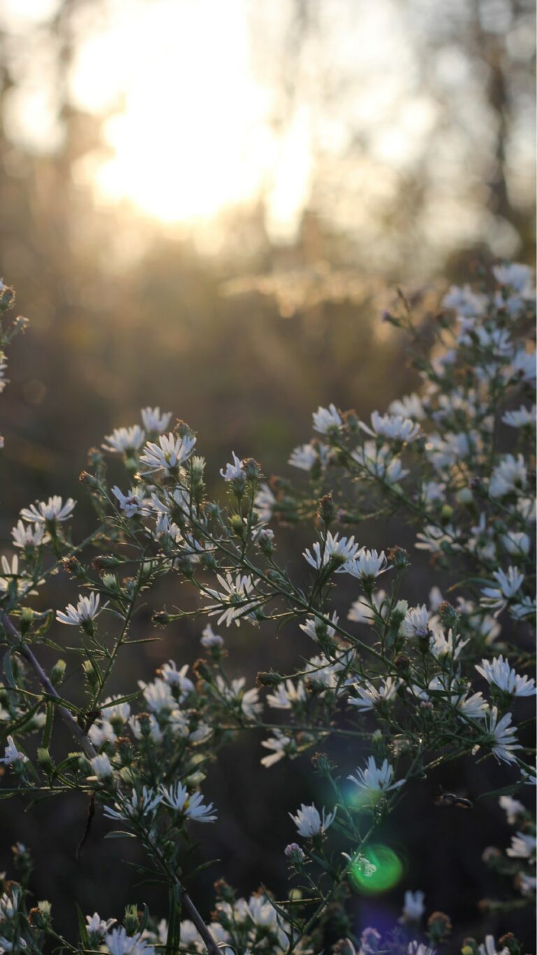 Papel de parede de flores para iPhone